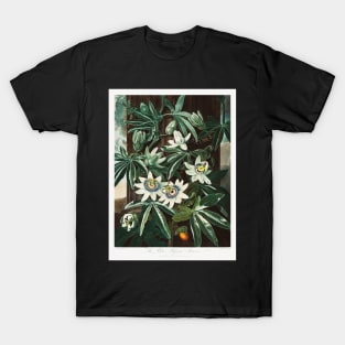 The Passioflora Cerulea T-Shirt